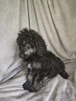 Sully, a male Poodle - Standard  for sale in Stoutland, MO – 8 of 8