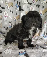 Amanda , a female Cavapoo and Poodle - Miniature  for sale in Stoutland, MO – 2 of 8