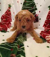 Teddy, a male Cavapoo for sale in Stoutland, MO – 6 of 7