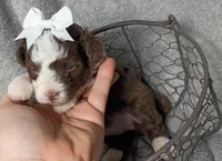 Belle, a female Poodle - Miniature  and Miniature Aussiedoodle for sale in Stoutland, MO – 4 of 7