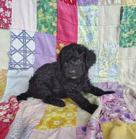 Alex, a male Cavapoo and Poodle - Miniature  for sale in Stoutland, MO – 3 of 6