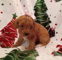 Tally, a female Cavapoo for sale in Stoutland, MO – 7 of 7