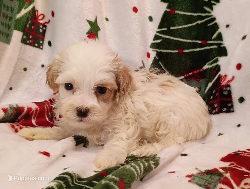 Happy – Havapoo puppy for sale in Stoutland, MO
