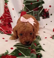 Tally, a female Cavapoo for sale in Stoutland, MO – 1 of 7