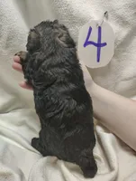 Rocky, a male Miniature Aussiedoodle for sale in Stoutland, MO – Photo 4 of 4