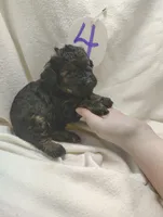 Rocky, a male Miniature Aussiedoodle for sale in Stoutland, MO – Photo 2 of 4