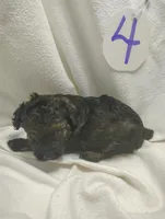 Rocky, a male Miniature Aussiedoodle for sale in Stoutland, MO – Photo 3 of 4