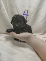 Rocky, a male Miniature Aussiedoodle for sale in Stoutland, MO – Photo 1 of 4