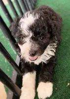 Lady, a female Poodle - Miniature  and Miniature Aussiedoodle for sale in Stoutland, MO – 5 of 8