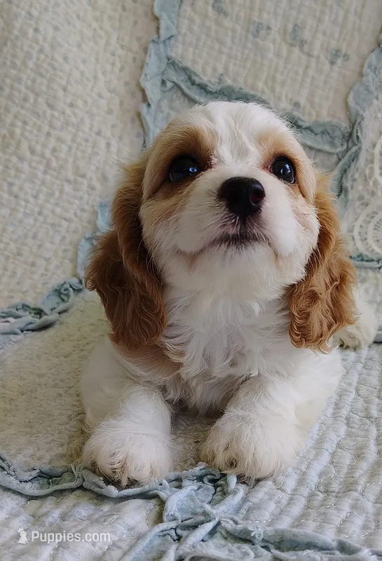 Trixie – Cavachon puppy for sale in Stoutland, MO