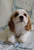Trixie, a female Cavachon for sale in Stoutland, MO – 1 of 10