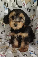 Daniel, a male Yorkipoo for sale in Stoutland, MO – 3 of 9