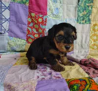 Daniel, a male Yorkipoo for sale in Stoutland, MO – 10 of 10