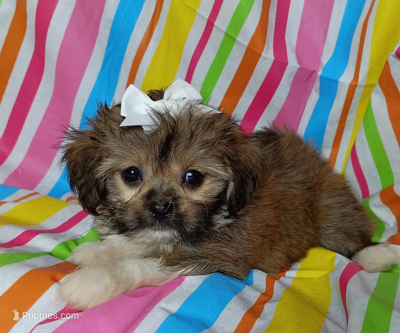 Layla – Havanese, Shih Tzu puppy for sale in Stoutland, MO