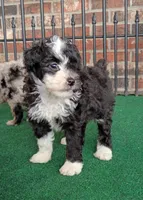 Lady, a female Poodle - Miniature  and Miniature Aussiedoodle for sale in Stoutland, MO – 6 of 8