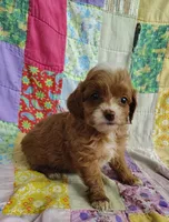 Alexa, a female Cavapoo and Poodle - Miniature  for sale in Stoutland, MO – 8 of 8