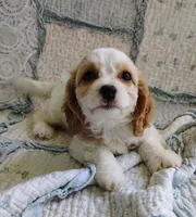 Trixie, a female Cavachon for sale in Stoutland, MO – 5 of 10