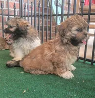 Christie, a female Shih Tzu for sale in Stoutland, MO – 5 of 5