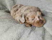 Charming, a male Poodle - Miniature  and Miniature Aussiedoodle for sale in Stoutland, MO – 4 of 4