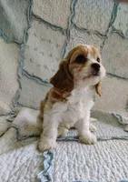 Taylor, a female Cavachon for sale in Stoutland, MO – 5 of 9