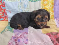 Michael , a male Yorkipoo for sale in Stoutland, MO – 9 of 10