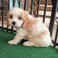 Trixie, a female Cavachon for sale in Stoutland, MO – 2 of 10