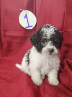 Bubba, a male Bichpoo for sale in Stoutland, MO – Photo 6 of 6