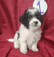 Bubba, a male Bichpoo for sale in Stoutland, MO – Photo 4 of 6