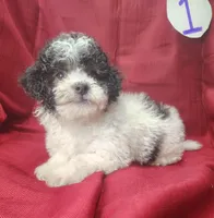 Bubba, a male Bichpoo for sale in Stoutland, MO – Photo 3 of 6