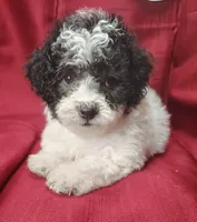 Bubba, a male Bichpoo for sale in Stoutland, MO – Photo 1 of 6