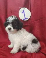 Bubba, a male Bichpoo for sale in Stoutland, MO – Photo 5 of 6