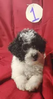 Bubba, a male Bichpoo for sale in Stoutland, MO – Photo 2 of 6