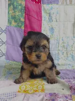 Nick, a male Maltipoo and Yorkshire Terrier for sale in Stoutland, MO – 2 of 9