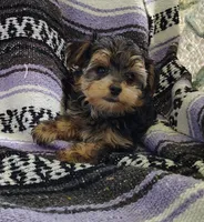 Leo, a male Maltipoo and Yorkshire Terrier for sale in Stoutland, MO – 2 of 7