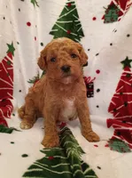 Teddy, a male Cavapoo for sale in Stoutland, MO – 7 of 7