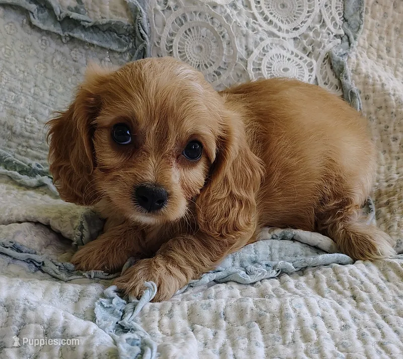 Trevor – Cavachon puppy for sale in Stoutland, MO