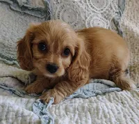 Trevor, a male Cavachon for sale in Stoutland, MO – 1 of 9