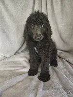 Stephanie, a female Poodle - Standard  for sale in Stoutland, MO – 1 of 9