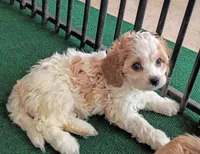 Trixie, a female Cavachon for sale in Stoutland, MO – 4 of 10