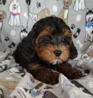 Samuel, a male Yorkipoo for sale in Stoutland, MO – 2 of 8