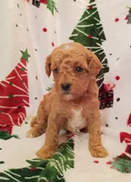 Teddy, a male Cavapoo for sale in Stoutland, MO – 5 of 7