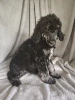 Sarah, a female Poodle - Standard  for sale in Stoutland, MO – 2 of 7