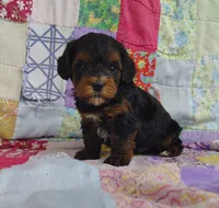 Samuel , a male Yorkipoo for sale in Stoutland, MO – 7 of 10