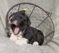 Aurora , a female Poodle - Miniature  and Miniature Aussiedoodle for sale in Stoutland, MO – 4 of 5