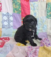 Amanda , a female Cavapoo and Poodle - Miniature  for sale in Stoutland, MO – 5 of 8