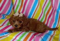 Reba, a female Cavapoo for sale in Stoutland, MO – 2 of 4
