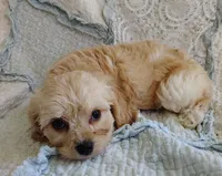 Terrance , a male Cavachon for sale in Stoutland, MO – 3 of 4