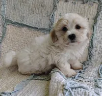Cody, a male Havanese for sale in Stoutland, MO – 7 of 7