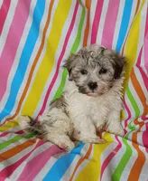 Happy, a male Havanese for sale in Stoutland, MO – 3 of 3