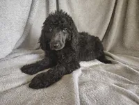 Stephanie, a female Poodle - Standard  for sale in Stoutland, MO – 8 of 9